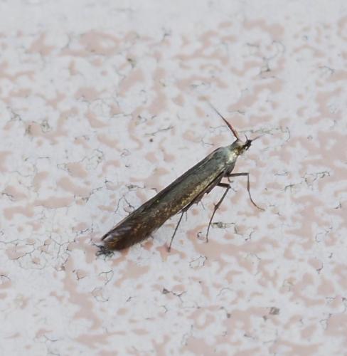 Coleophora sp.